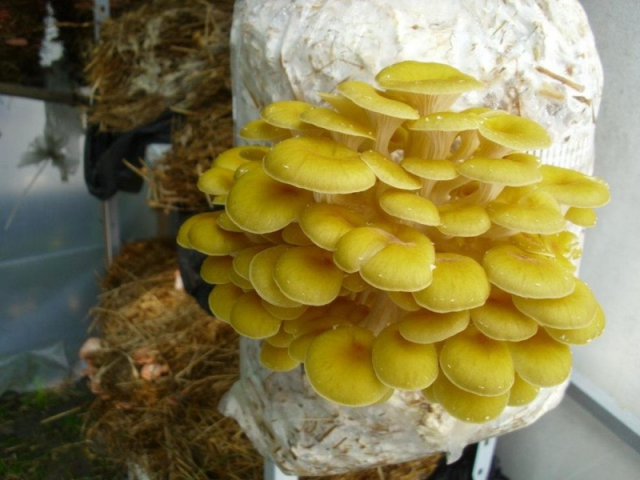Мицелий Вешенки лимонно-желтой / золотой (Pleurotus citrinopileatus)